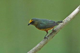 OLive-backed Euphonia